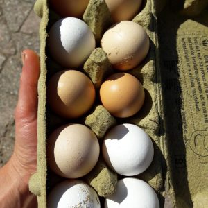 Alert Waarnemen aansluiten biologische eieren Archieven | Kloosterboerderij van Buuren